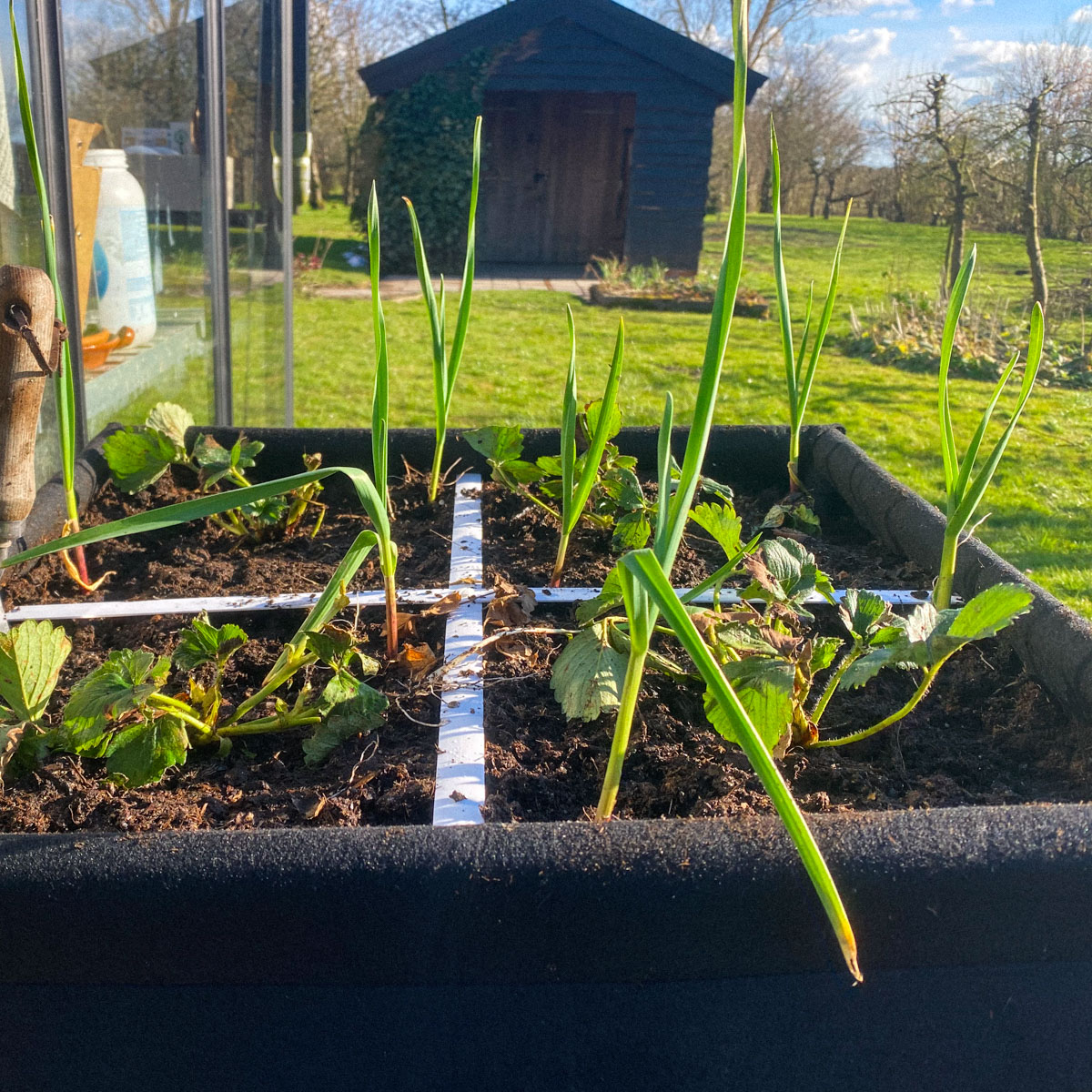 Aardbeien en knoflook zijn prima buren