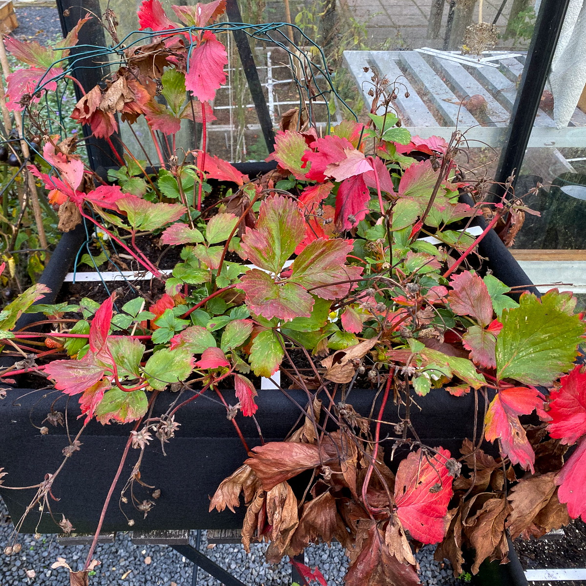 Verkleurende aardbeienplantjes in oktober