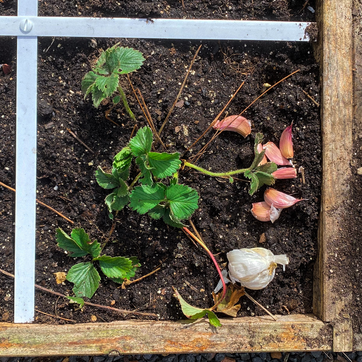 Start van het tweede seizoen voor aardbeiplantjes