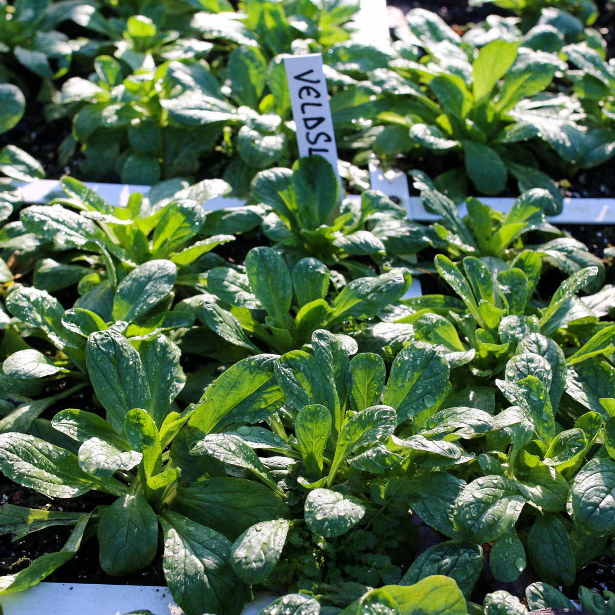 Veldsla: groene salades in de winter