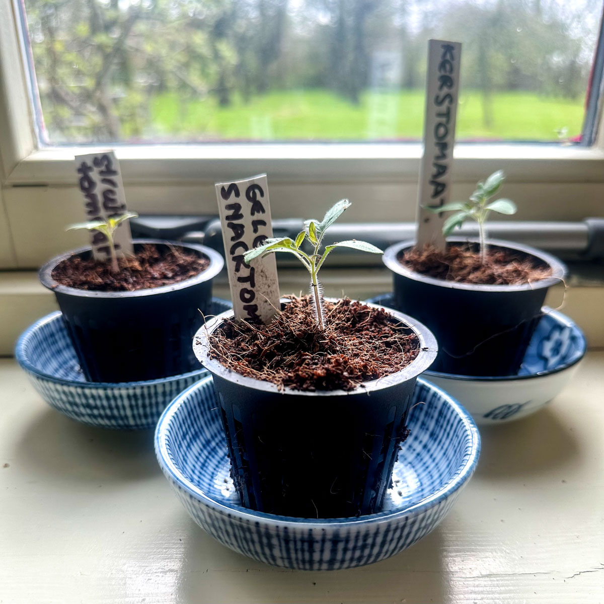 Pre-sown tomato plants growing on the windowsill