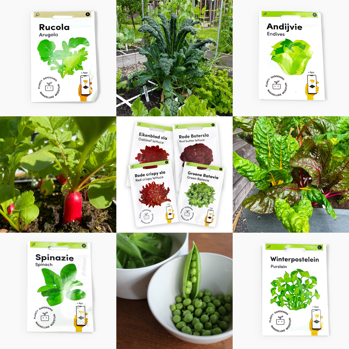 Nine easy vegetables for beginner gardeners