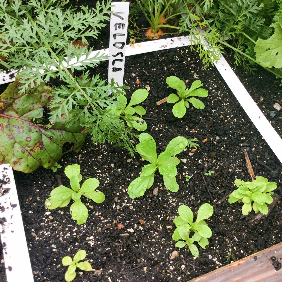 Kleine veldslaplantjes