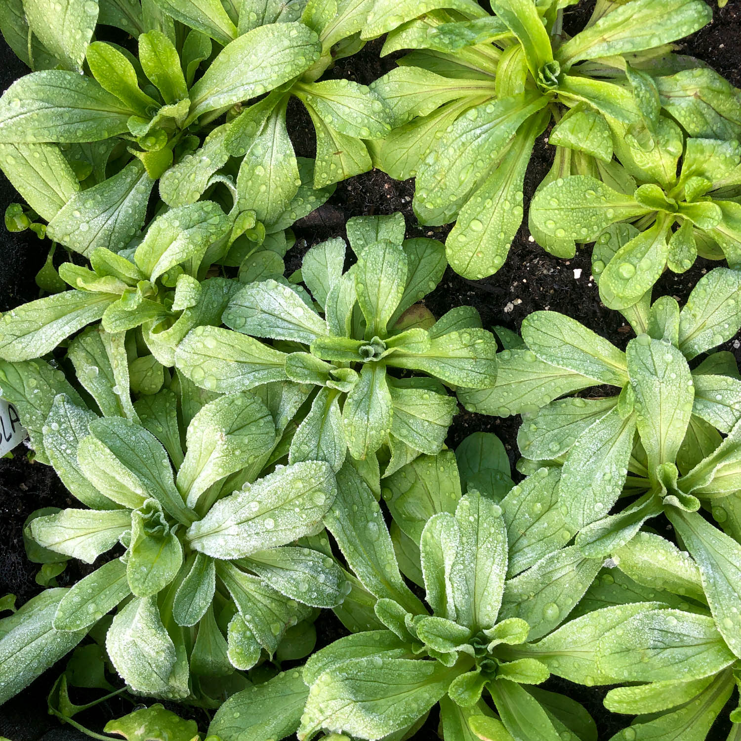 Volwassen veldslaplantjes die bijna gaan bloeien