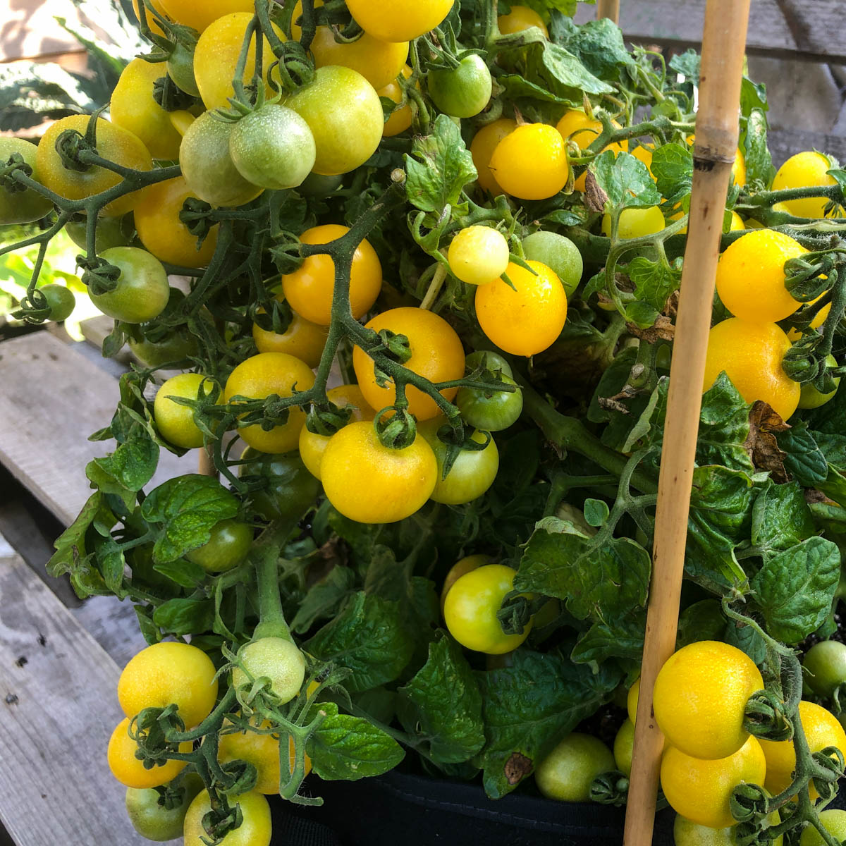 Gele struiktomaat Makkelijke Moestuin