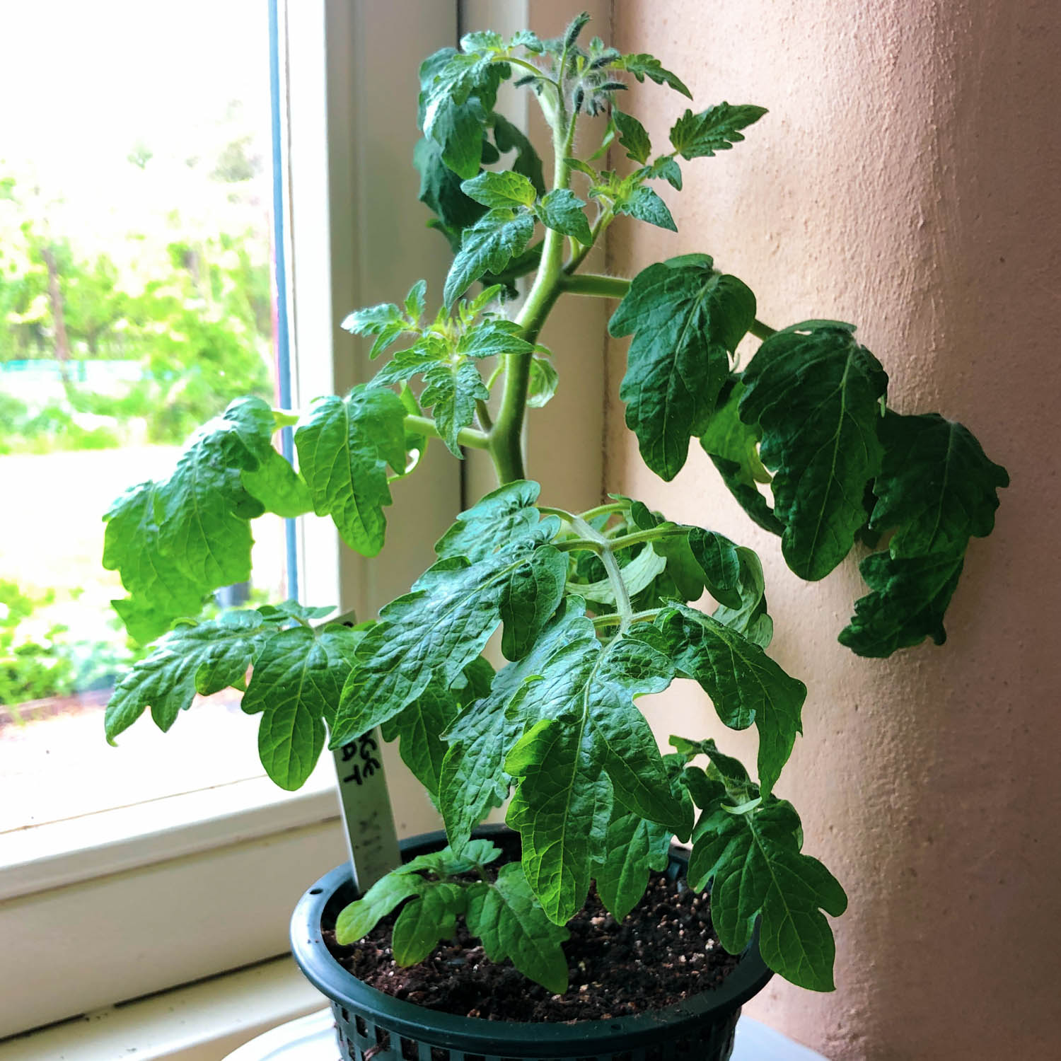 Struiktomaat in een grote MM-airpot van de Makkelijke Moestuin