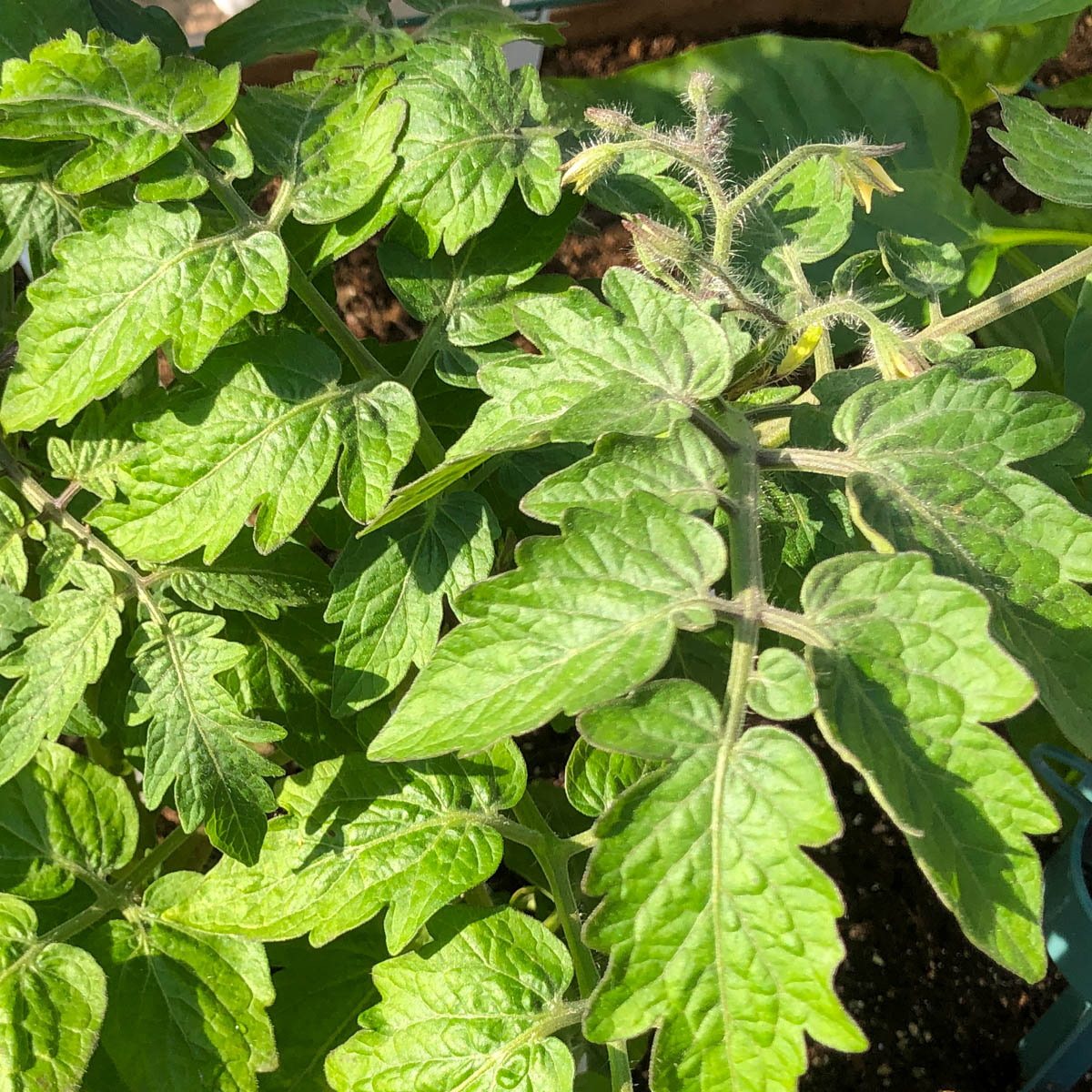 Begin juni Makkelijke Moestuin: struiktomaat buiten uitgeplant