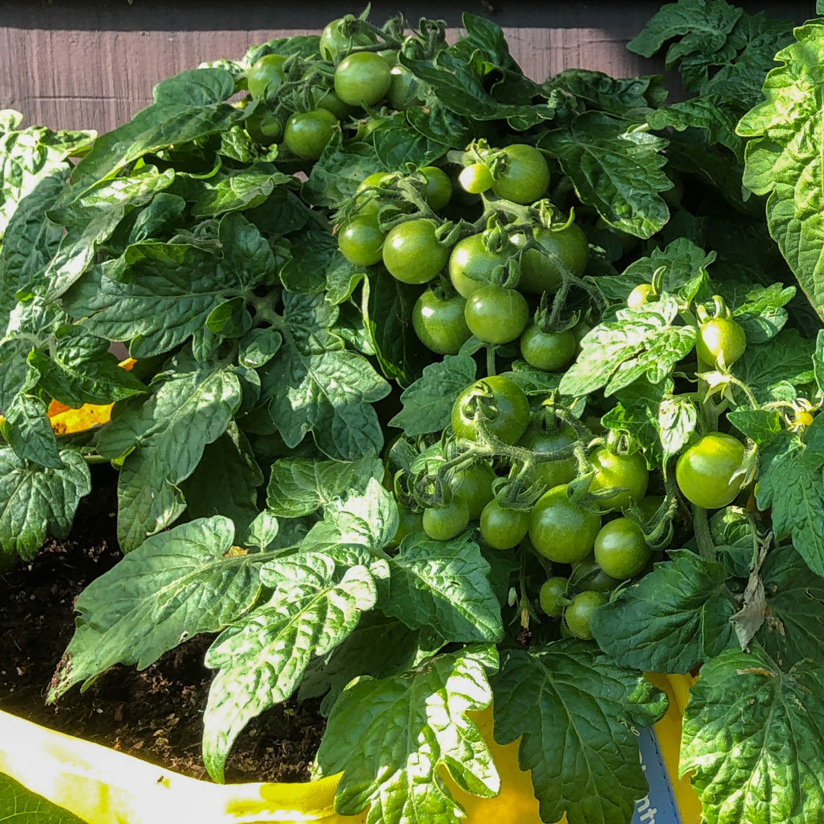 Struiktomaat in een MM-mini van de Makkelijke Moestuin