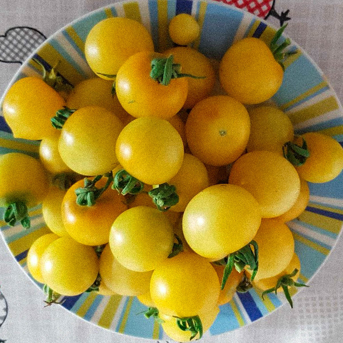 Net geoogste gele tomaatjes. 