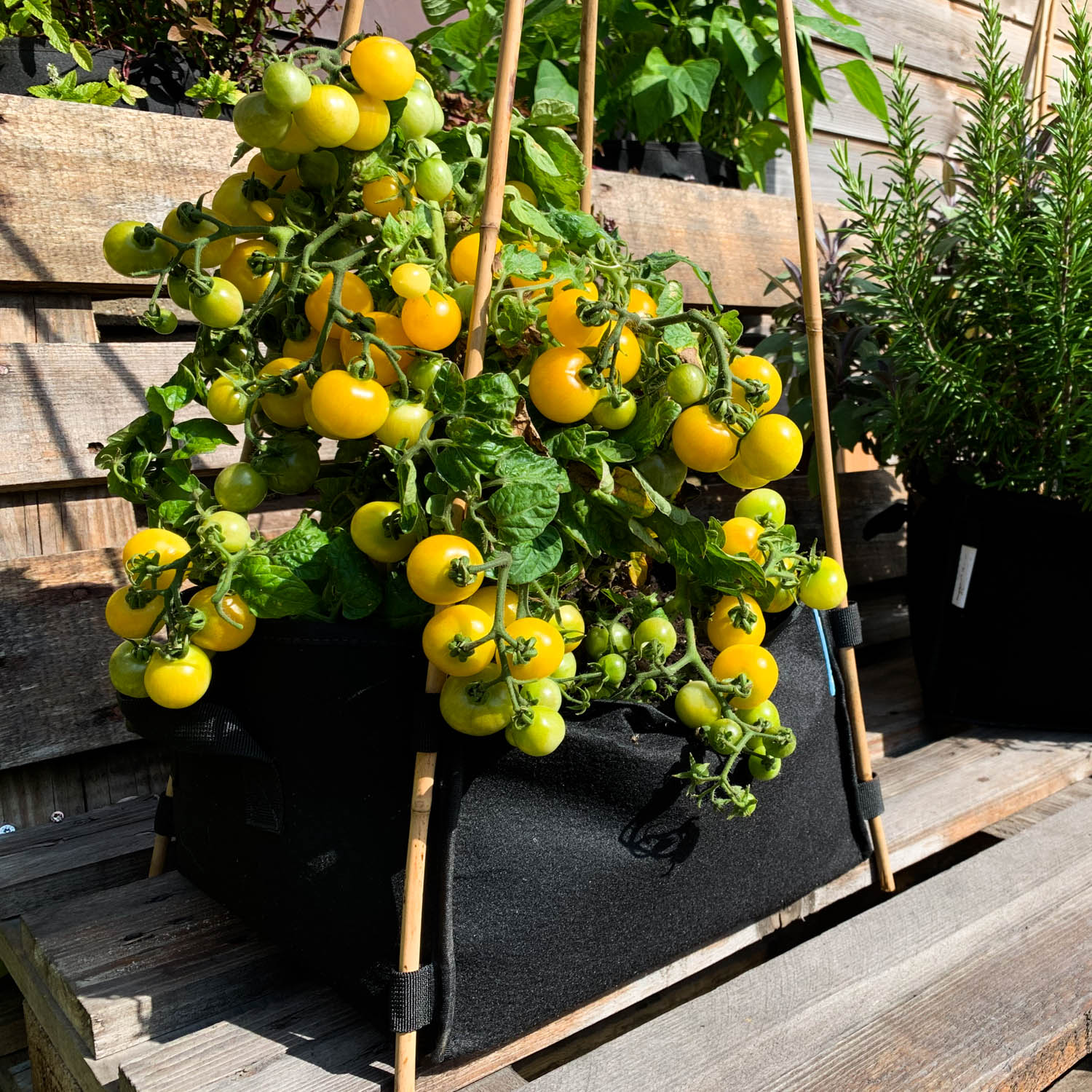 Overschot aan tomatenblad wegknippen in de Makkelijke Moestuin