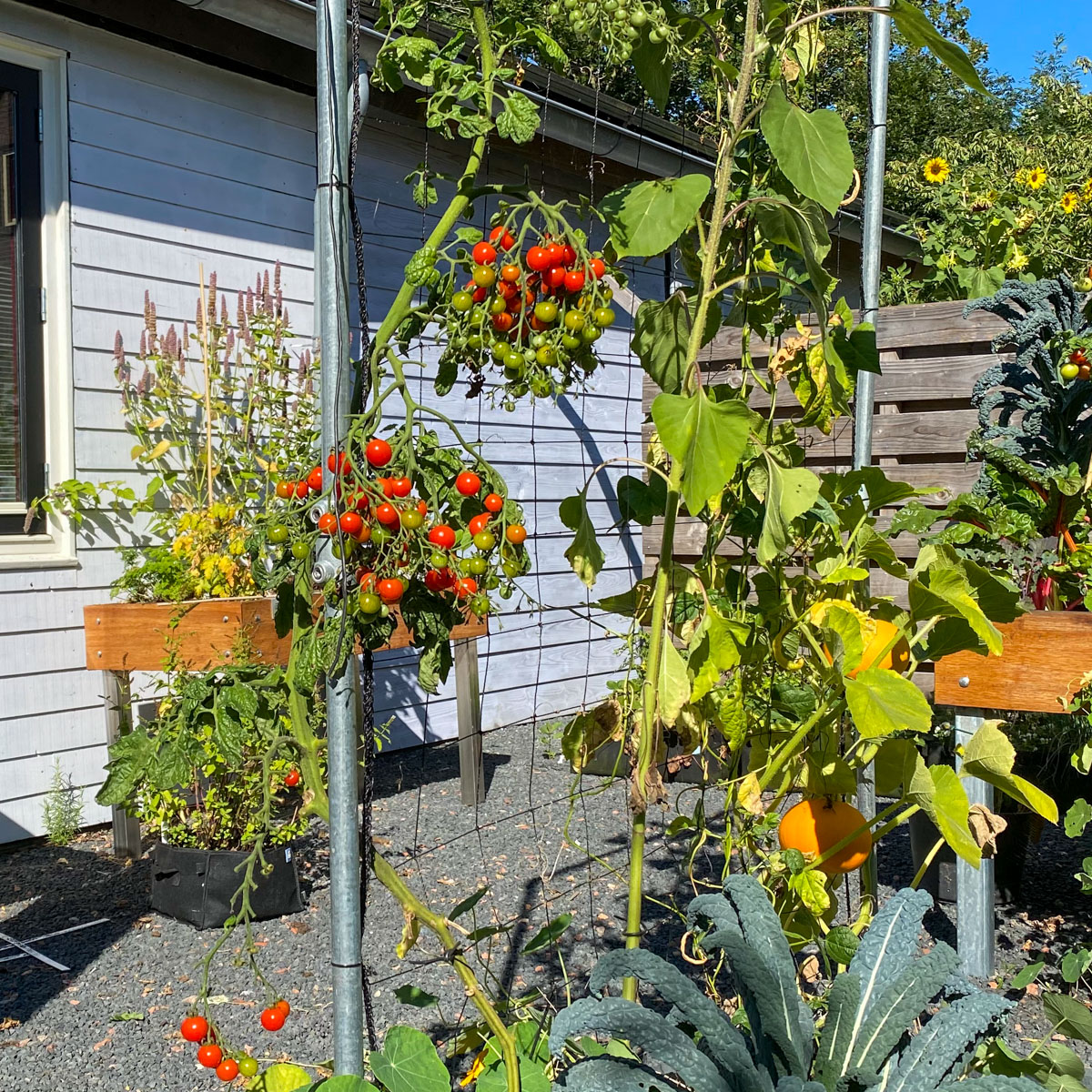 Eind augustus knip je bij tomaten het meeste blad weg