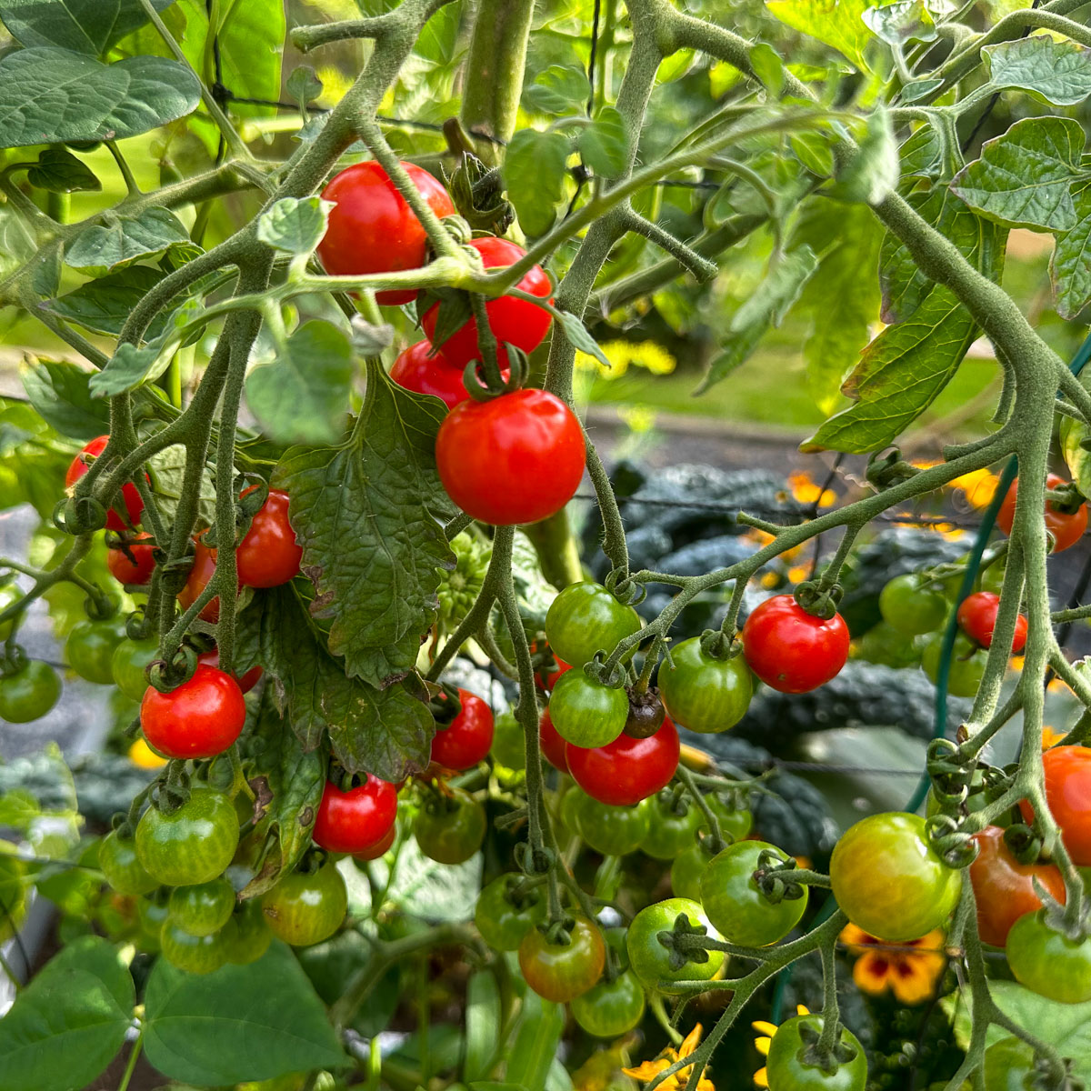 Hoge kerstomaat van de Makkelijke Moestuin