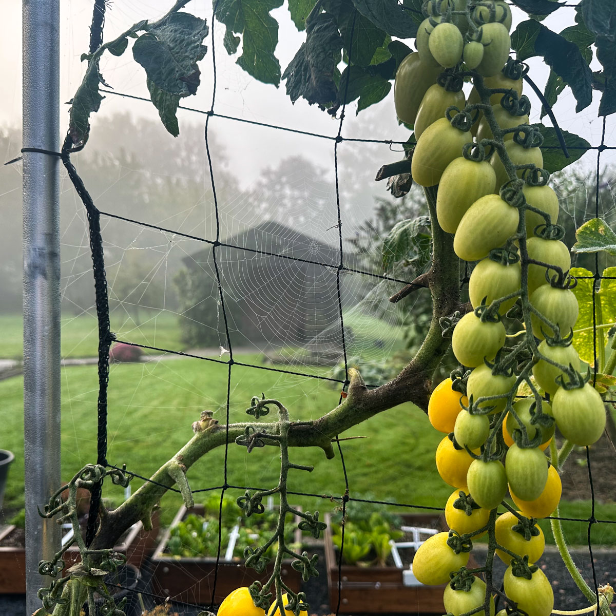 Eind september: lelijke plant maar nog steeds veel tomaatjes