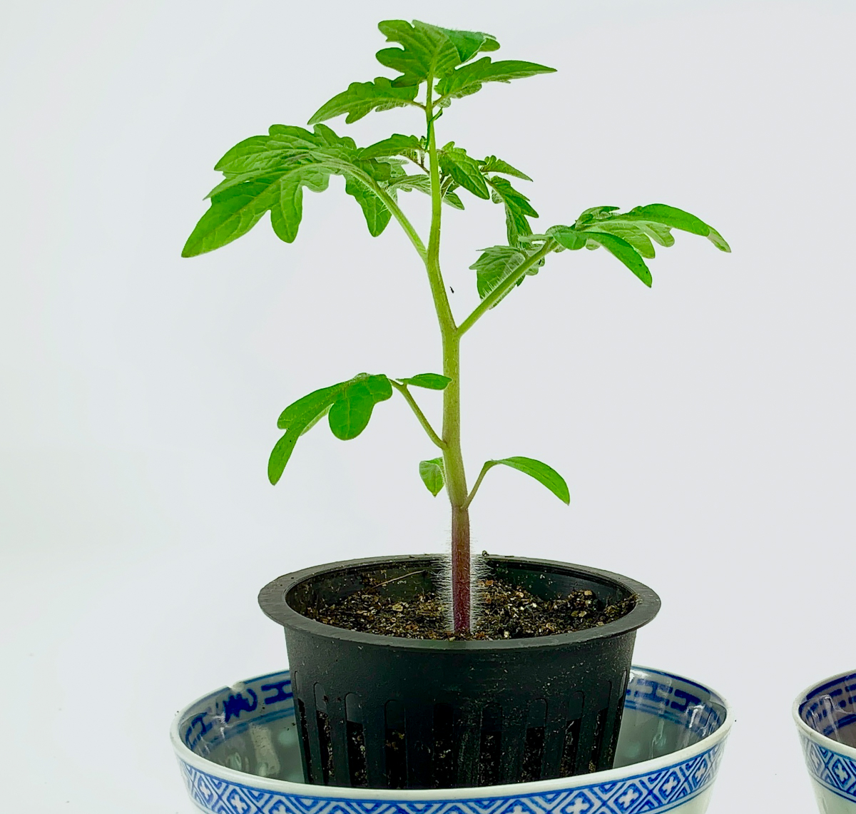 Bush tomato seedling