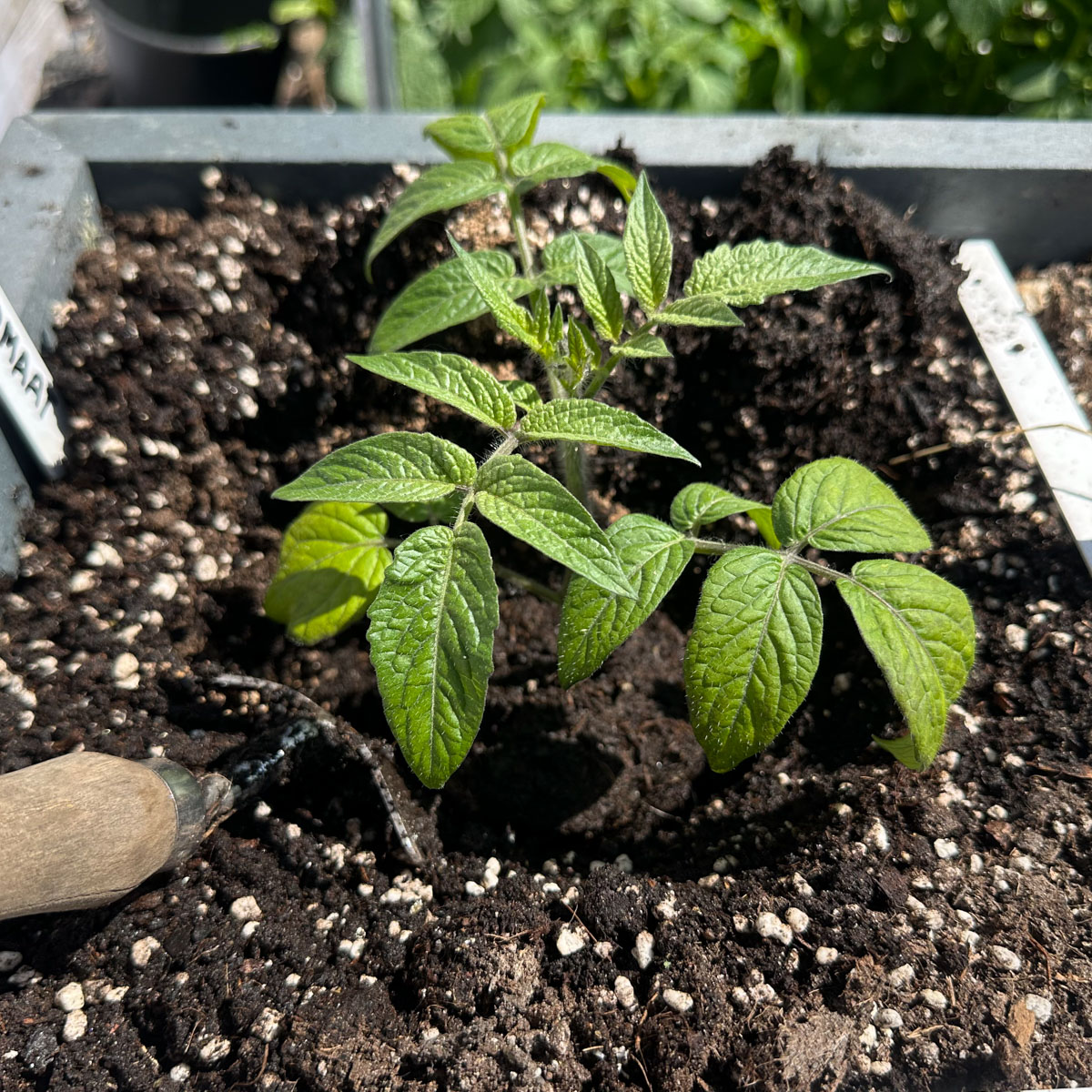 Planting Bush tomato outside