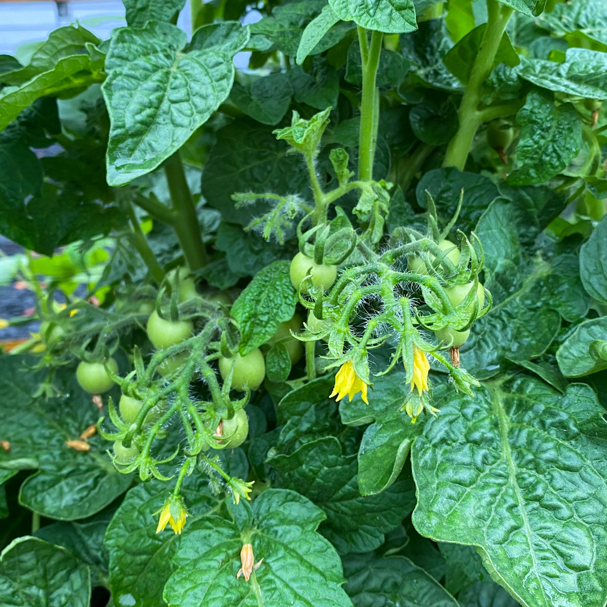Trusses with flowers and the first little tomatoes