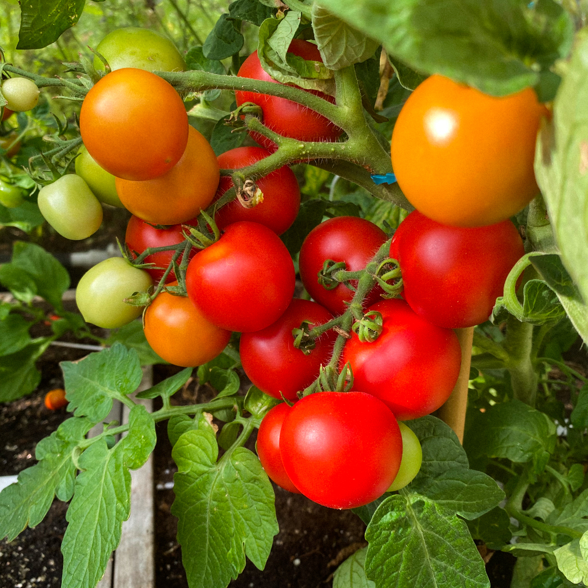 Ripe tomatoes, ready for the kitchen