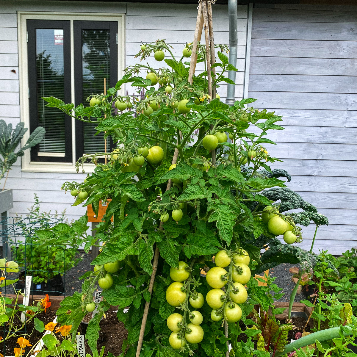 Balkontomaat wordt een mooie struik en geeft veel tomaten.
