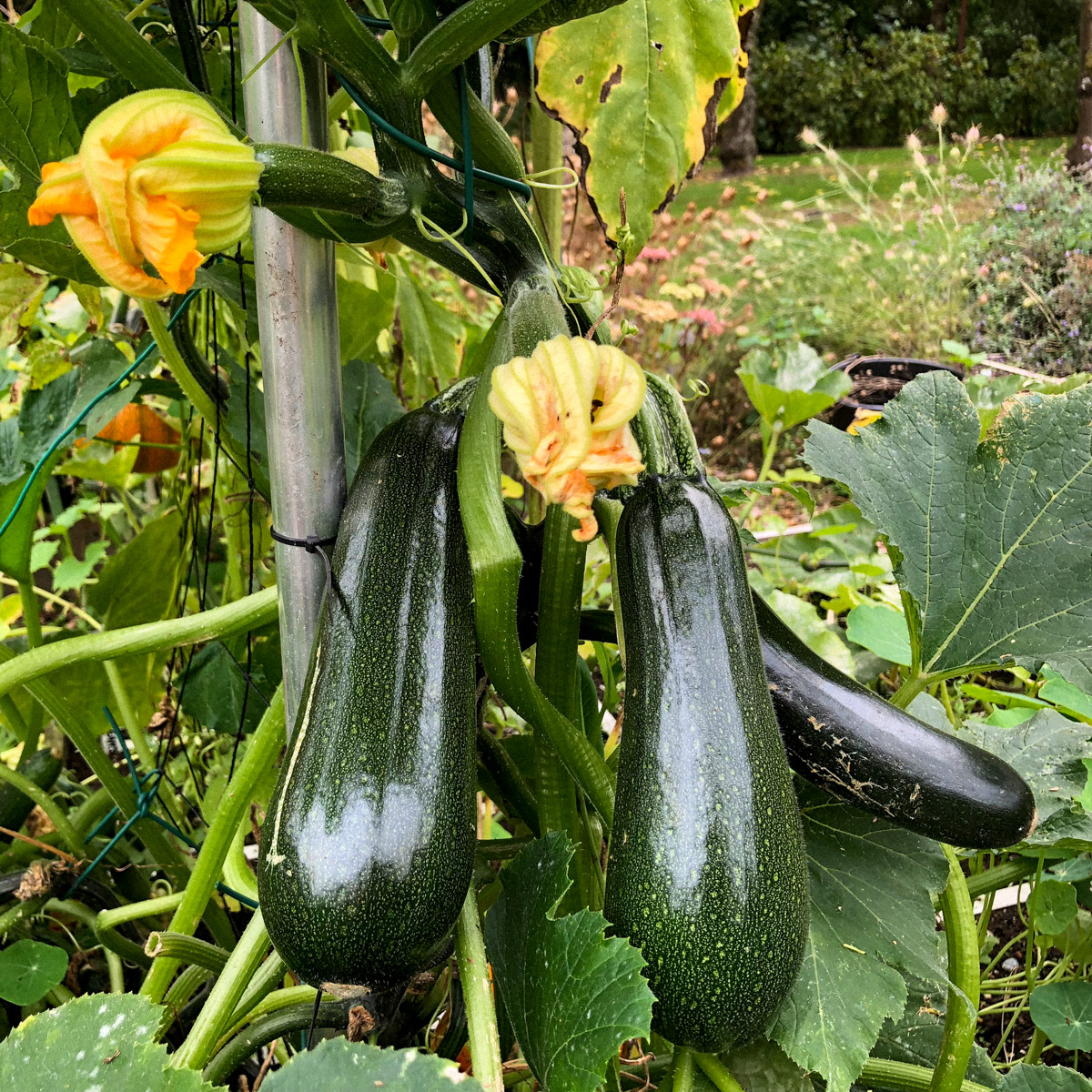 Climbing courgette in August