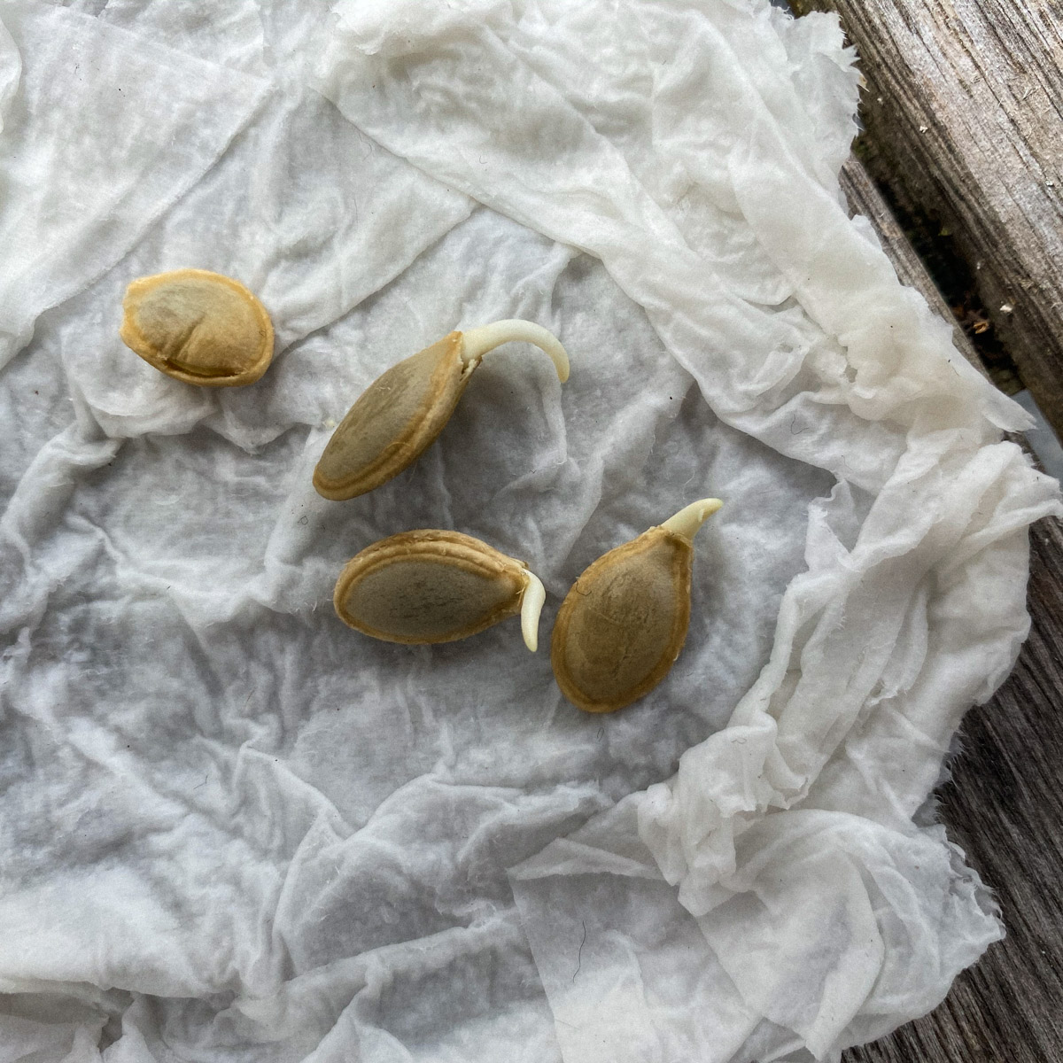 Germinating climbing courgette seeds