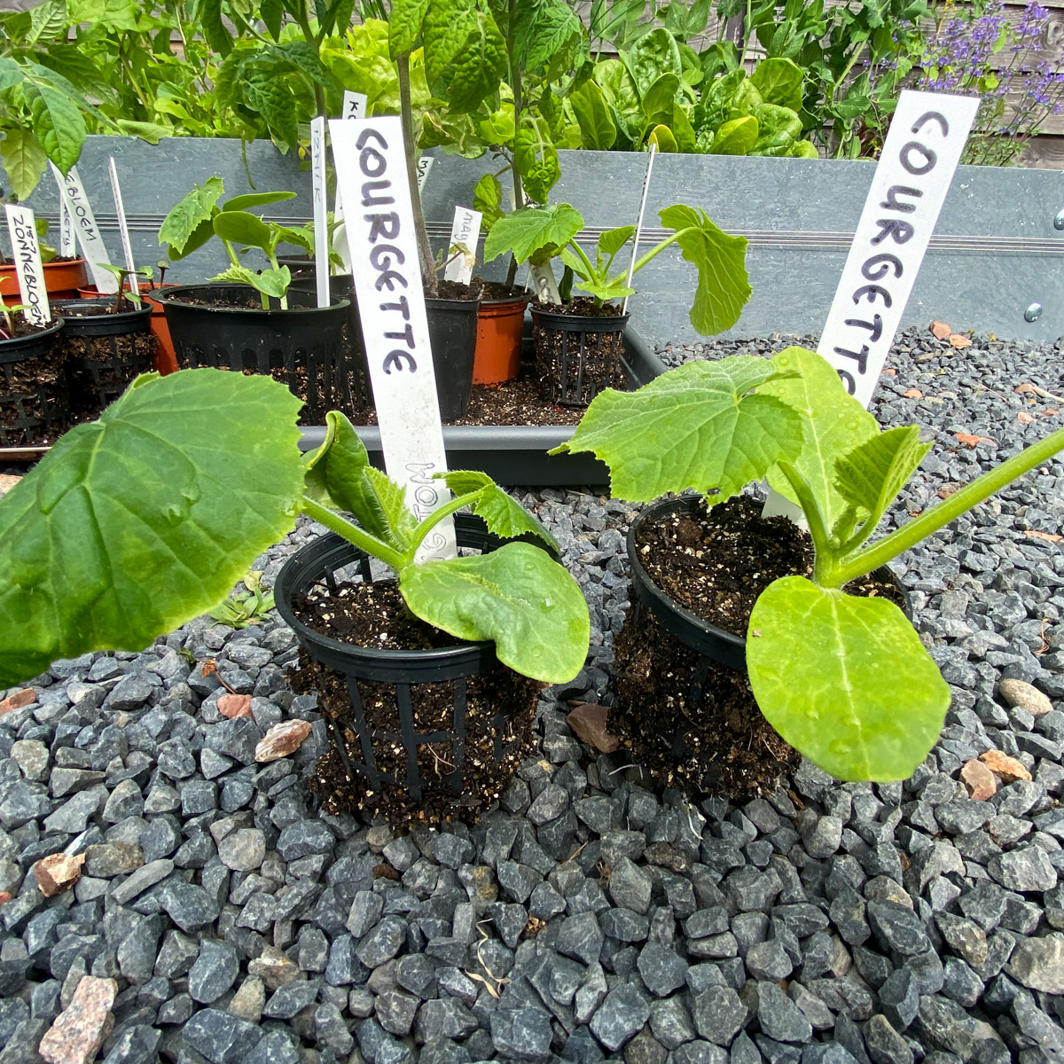 Pre-sown courgette plants hardening off outdoors