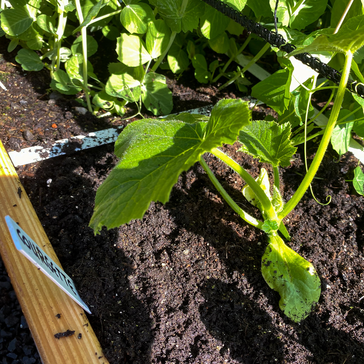 Courgette plant transplanted by the trellis