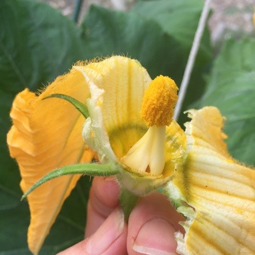 Stamen of the male courgette flower