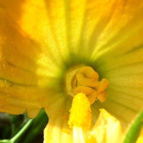 Pollinating courgettes by hand