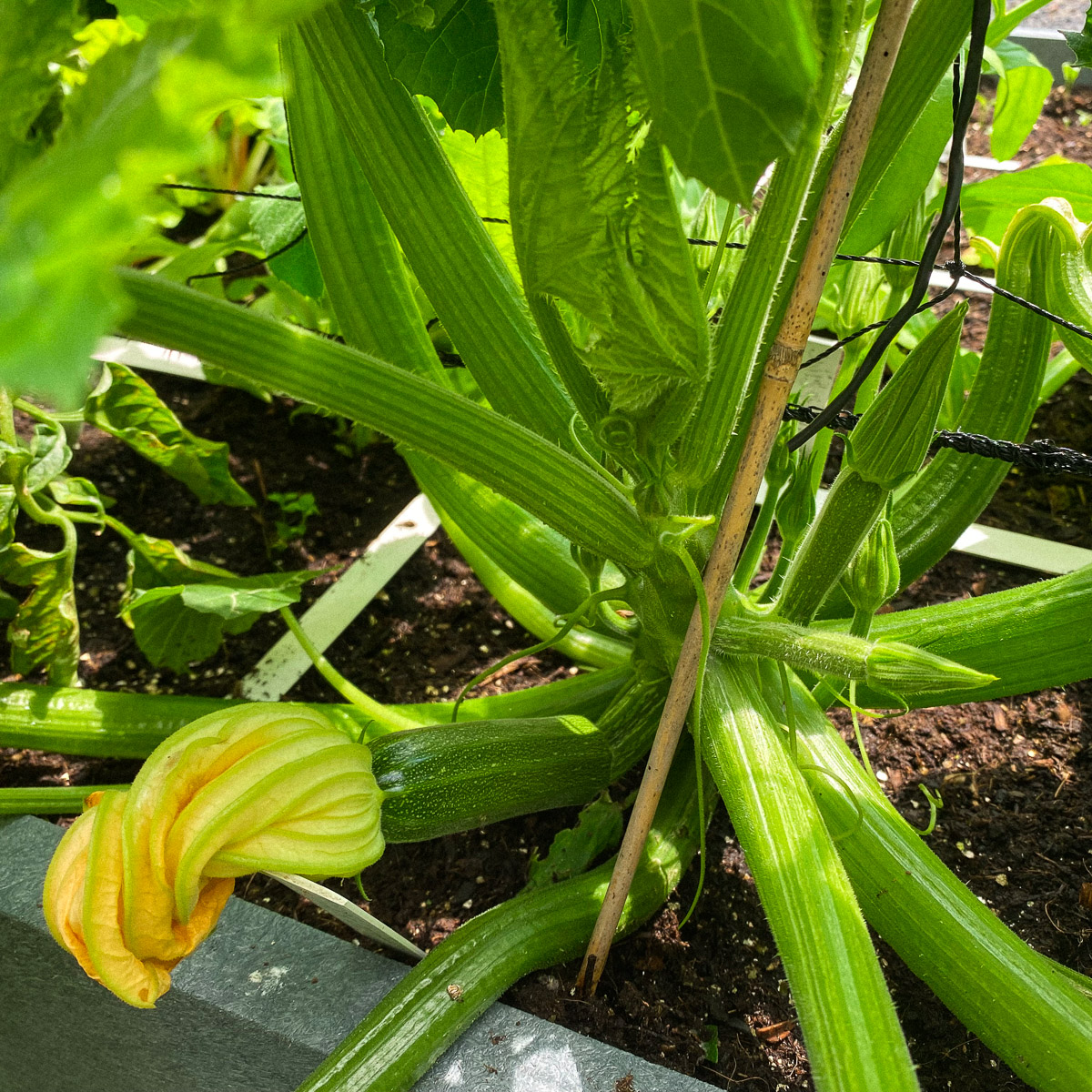 Guide your climbing courgette upwards along the trellis