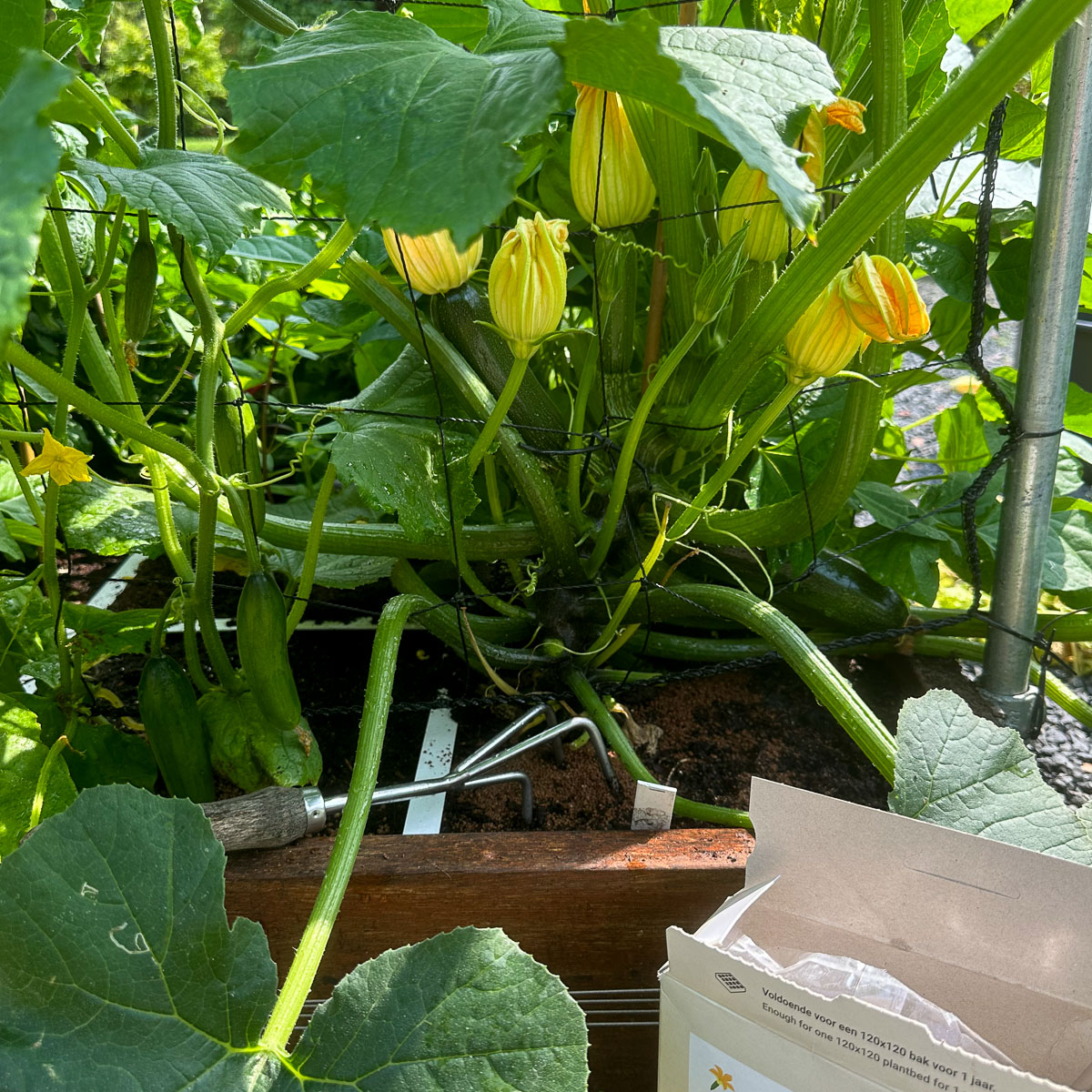 A scoop of extra plant food at the base of the plant