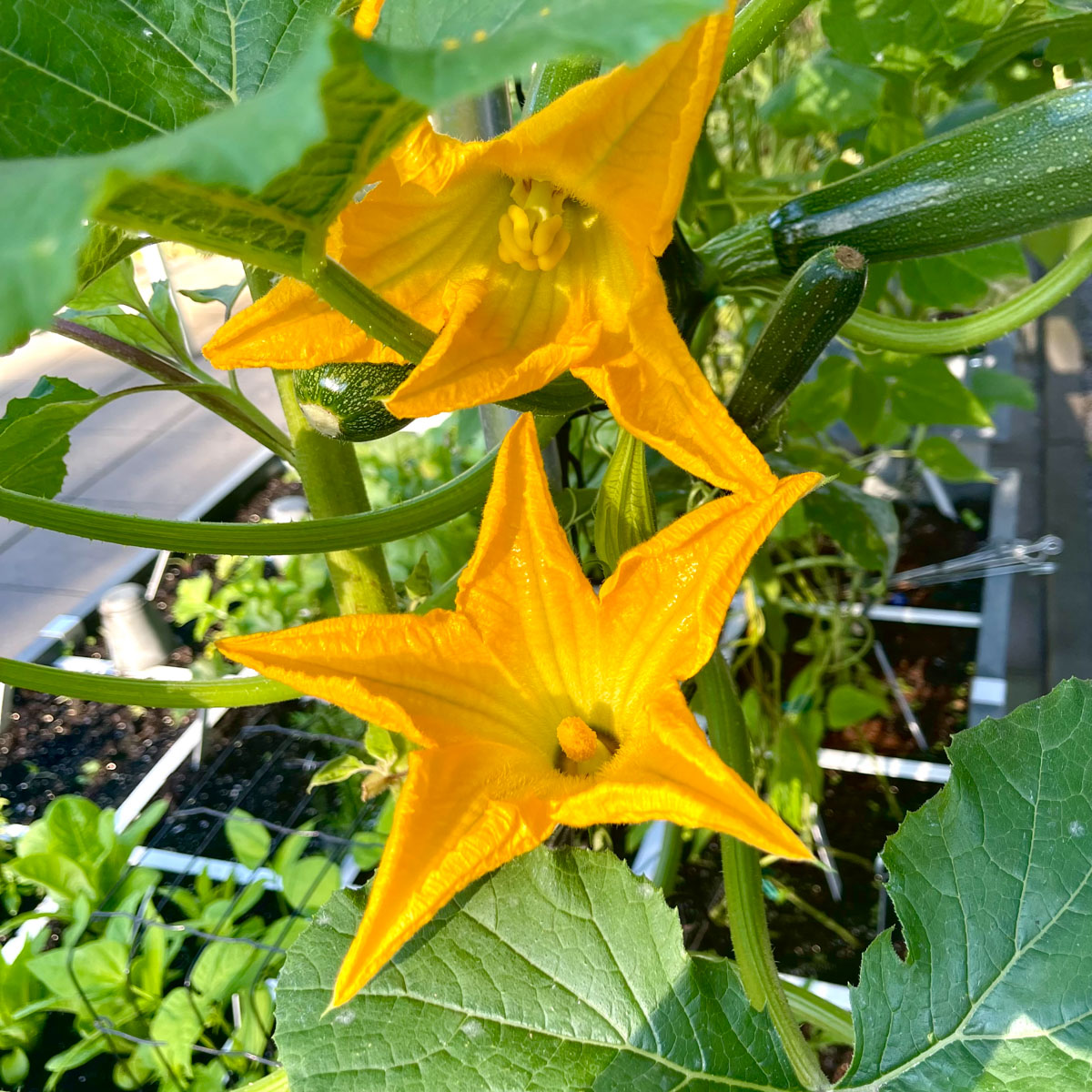 Male and female flowers on a courgette plant