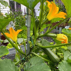 Climbing courgette