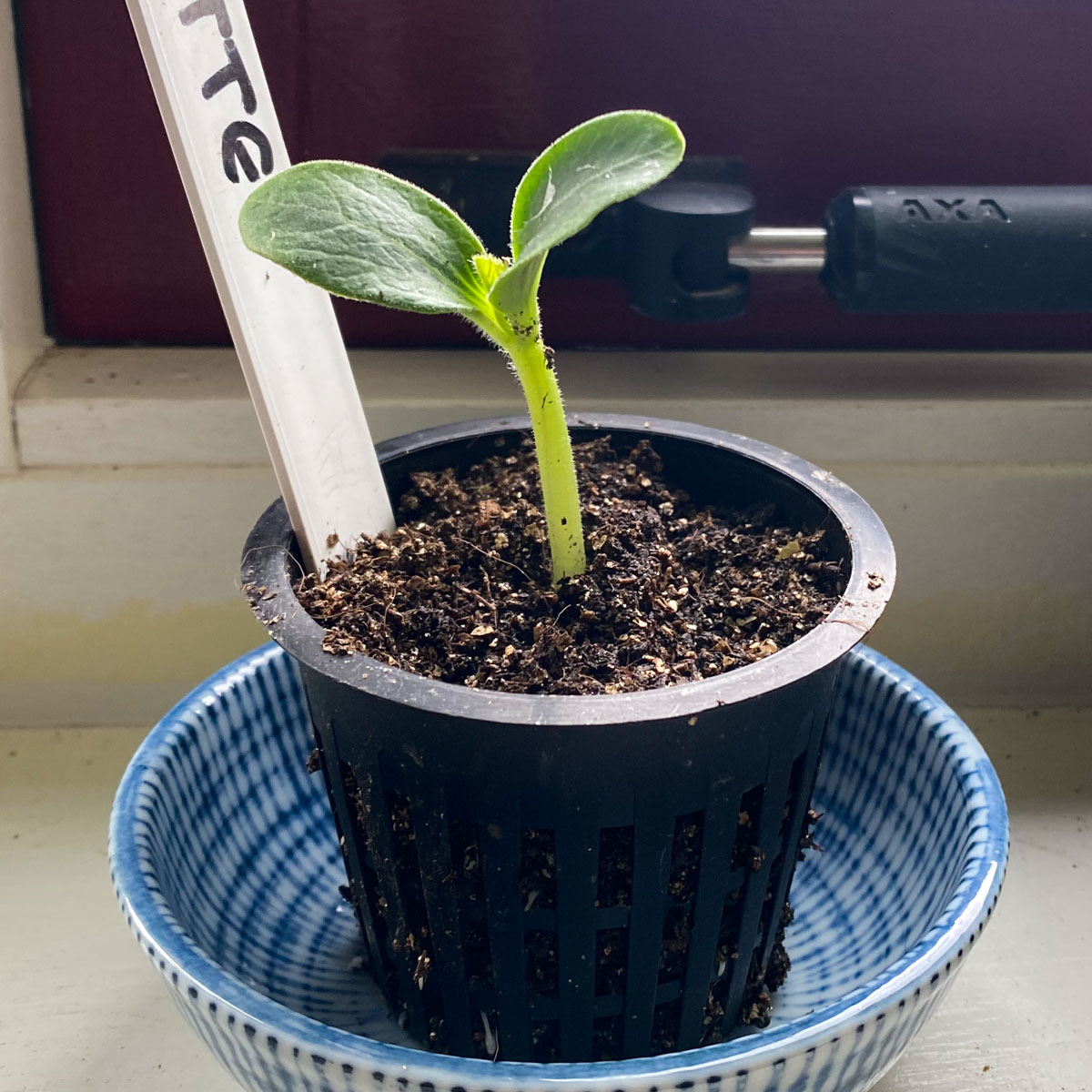 Climbing courgette