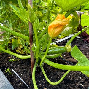Climbing courgette