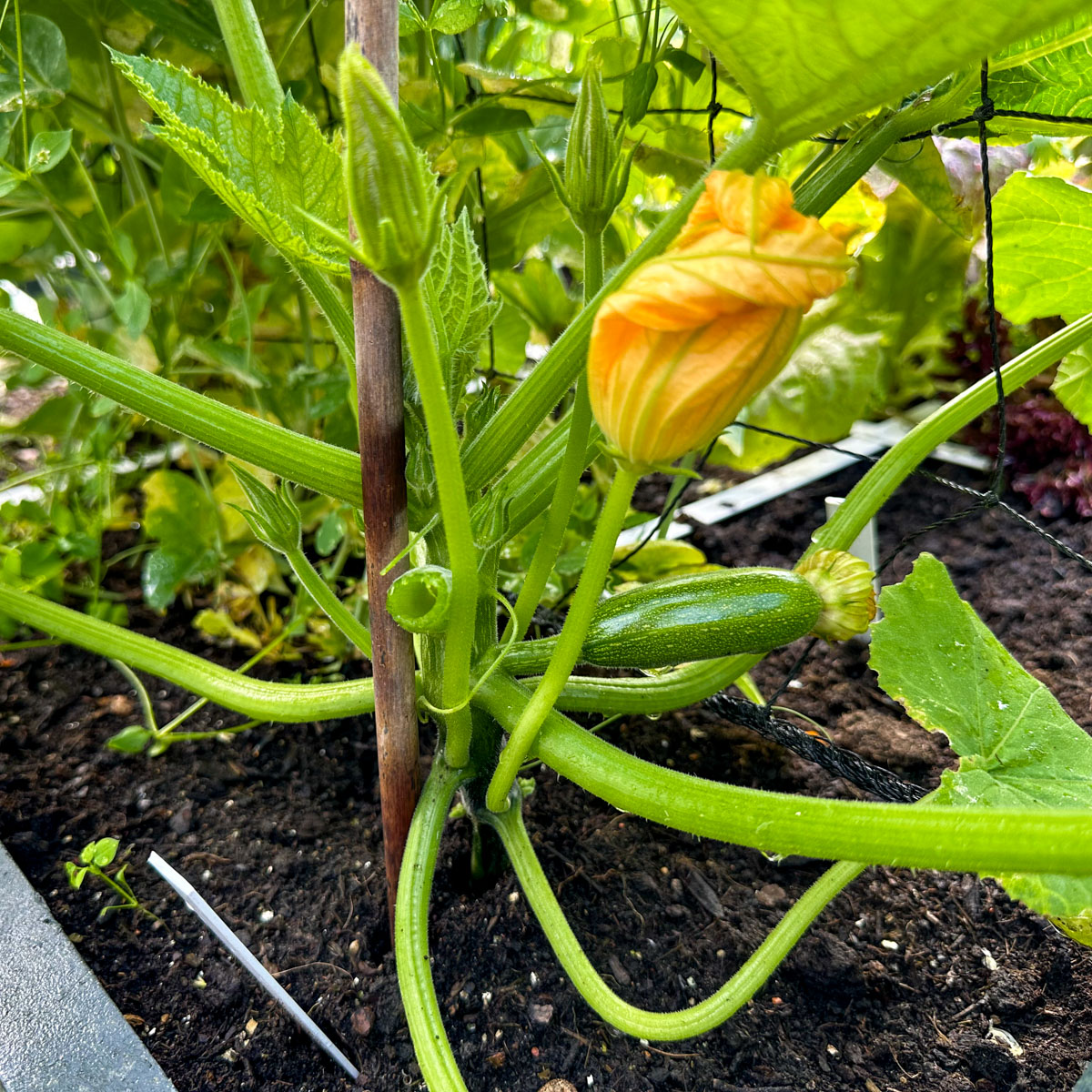 Climbing courgette