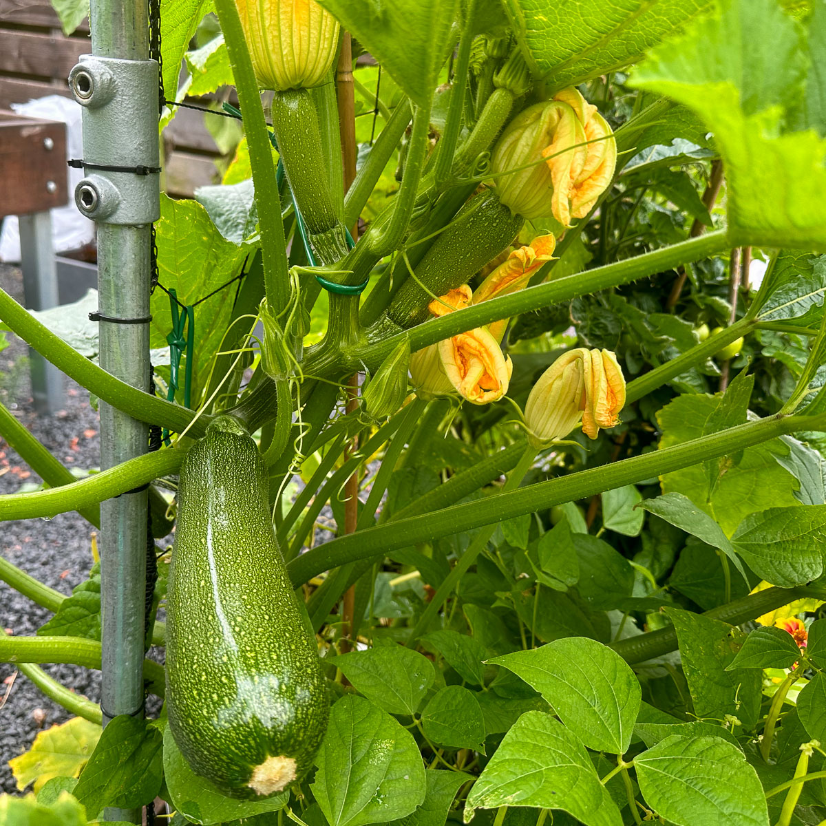 Climbing courgette