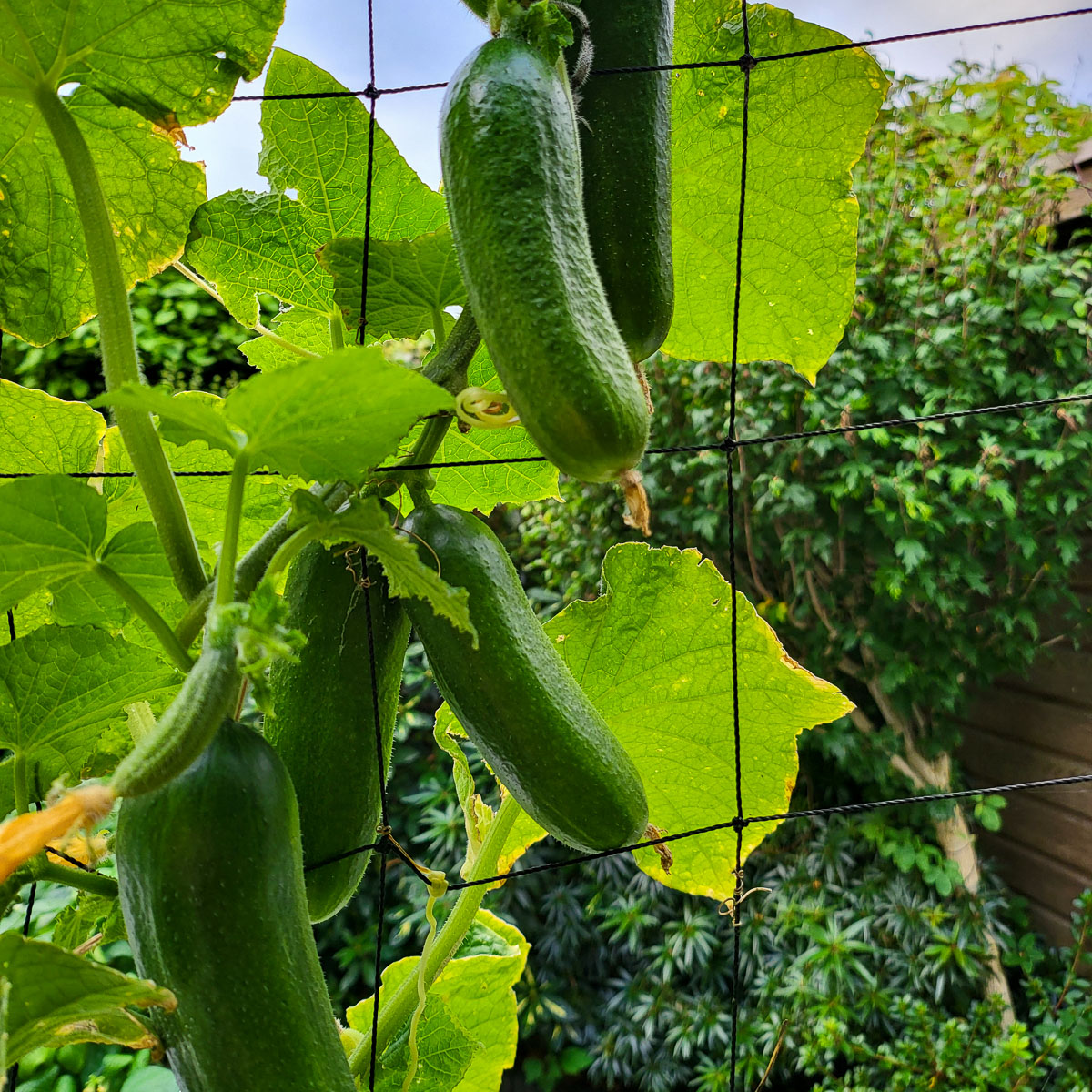Cucumber in a Planty Garden