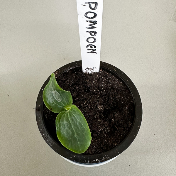Zaailing  Baby pompoen