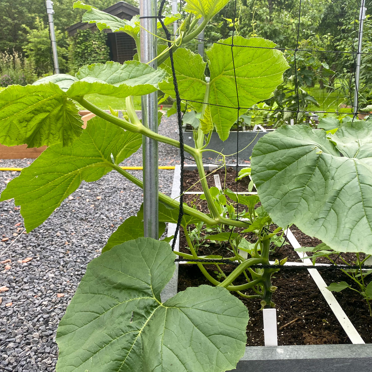 Een pompoenplant groeit razensnel