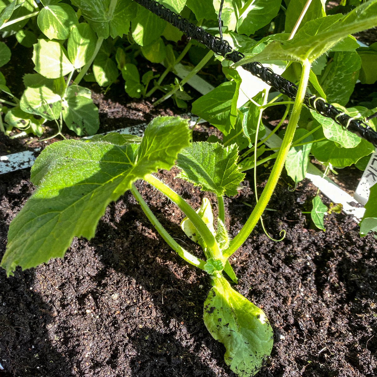 Net geplante Baby pompoen