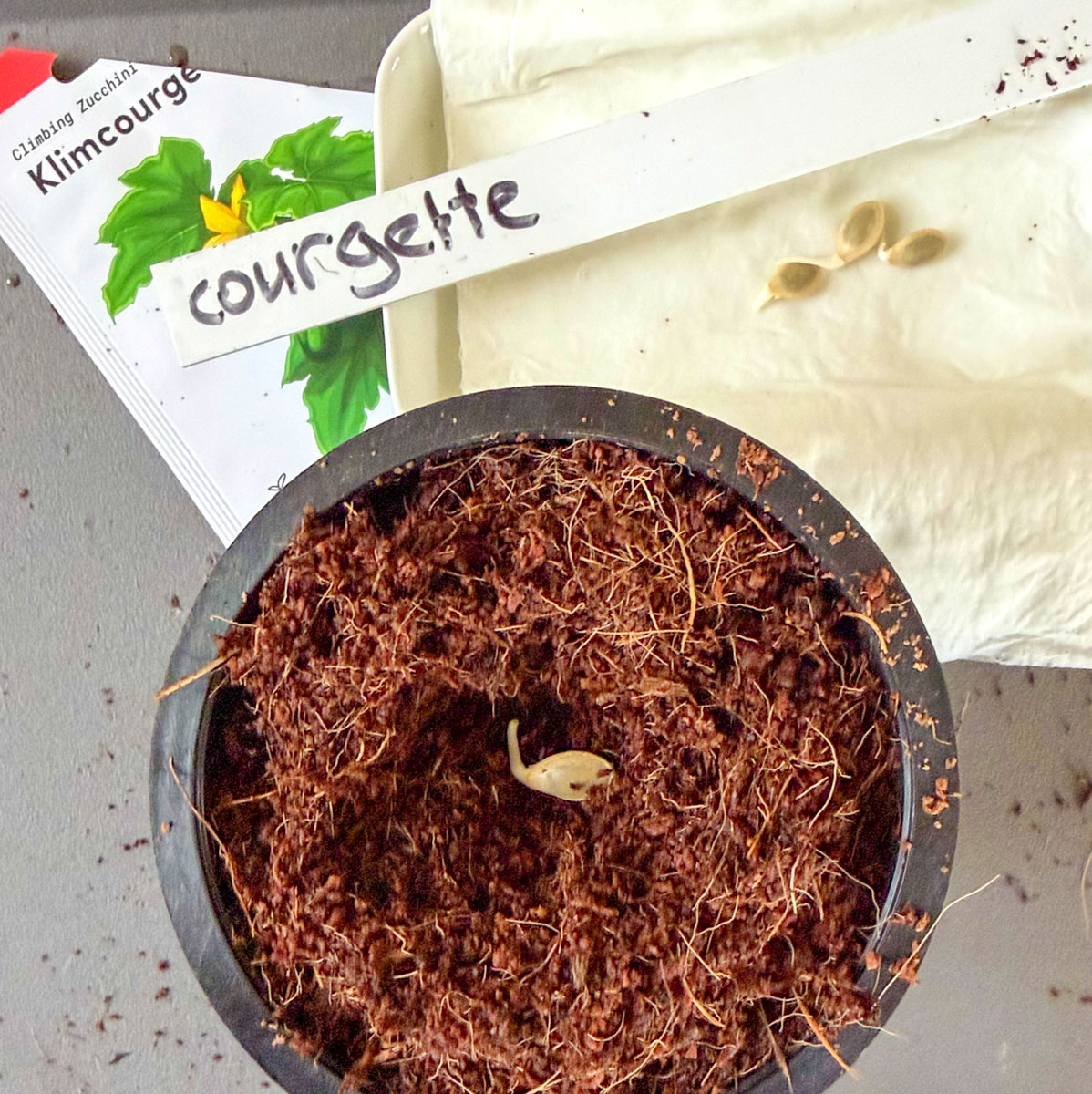 Gekiemd courgettezaadje in een airpot met voorzaaimix-kokos