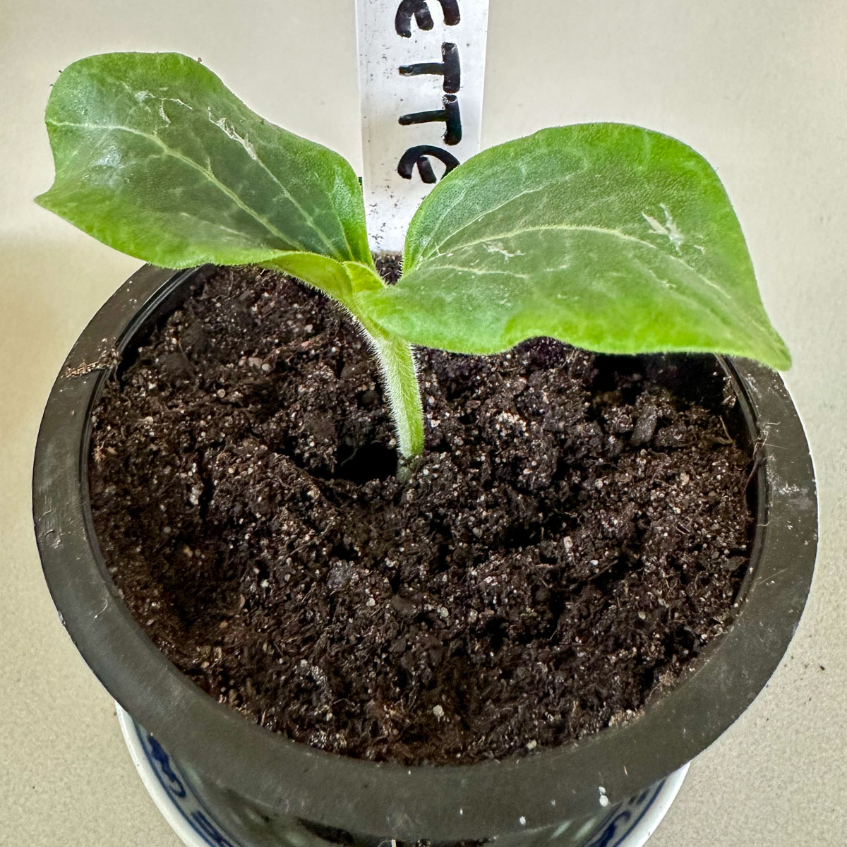Climbing courgette seedling