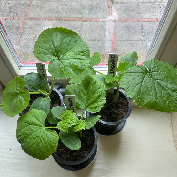 Pre-sown courgette plants on a windowsill