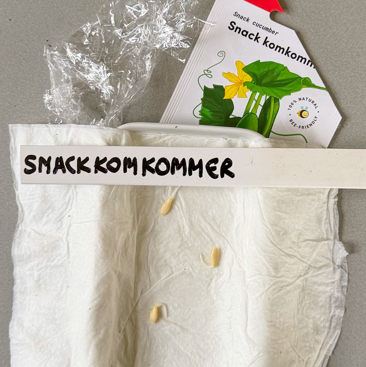 Kiemende zaden van de Snackkomkommer