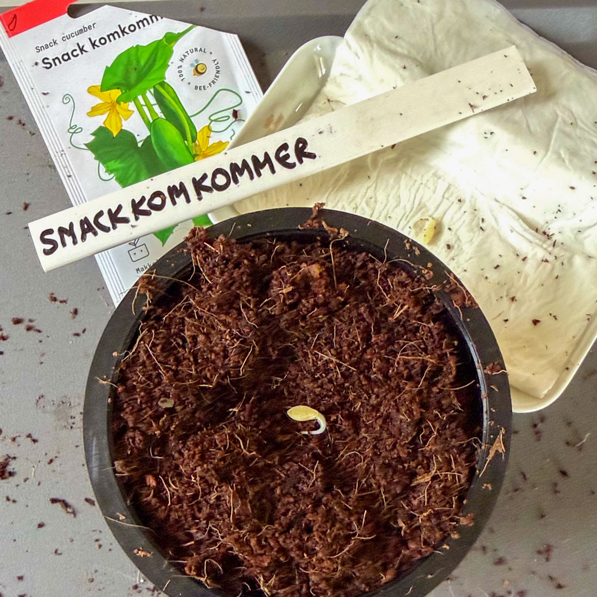Voorgekiemd courgettezaadje zaaien in een airpot met voorzaaimix-kokos