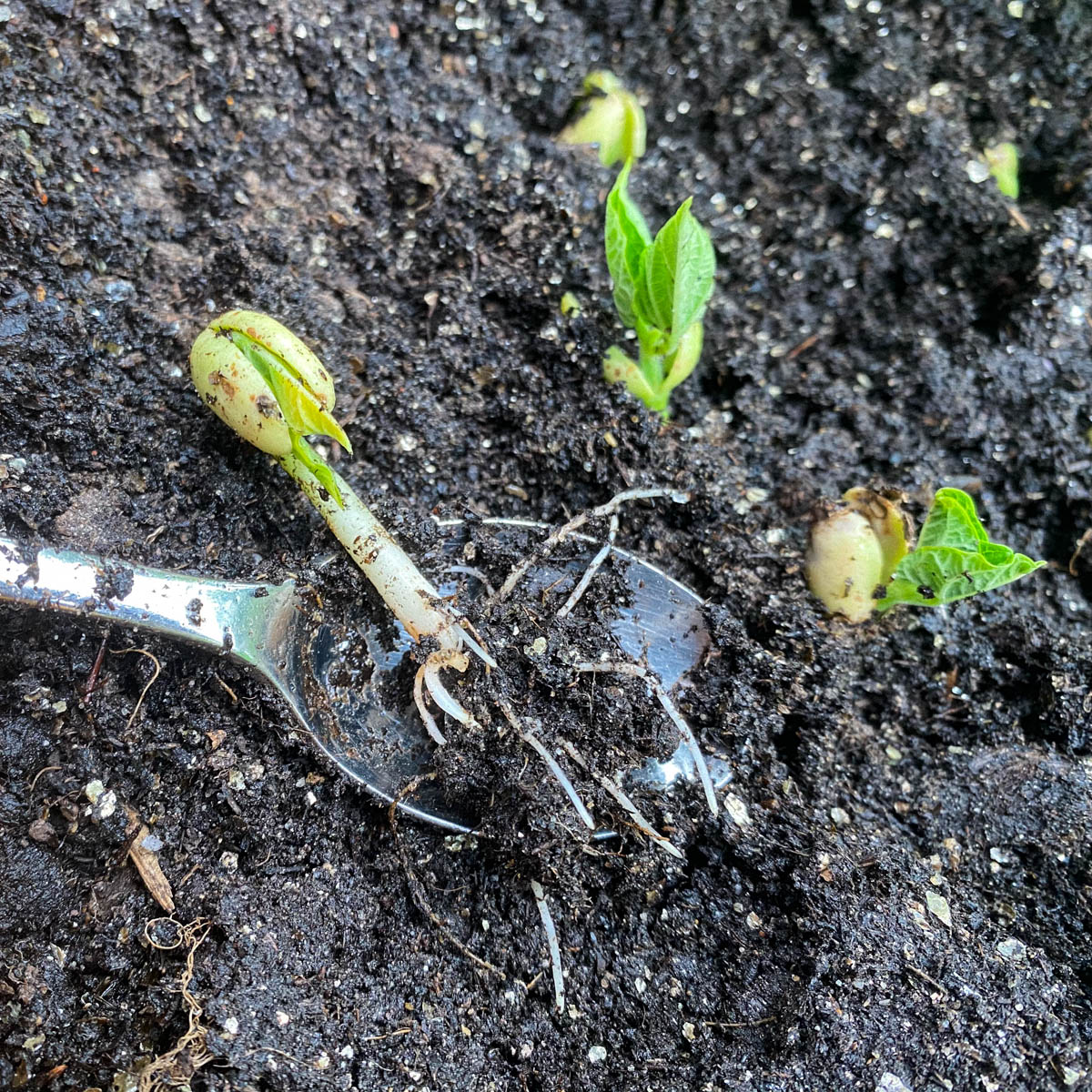 Gekiemde boterbonen planten