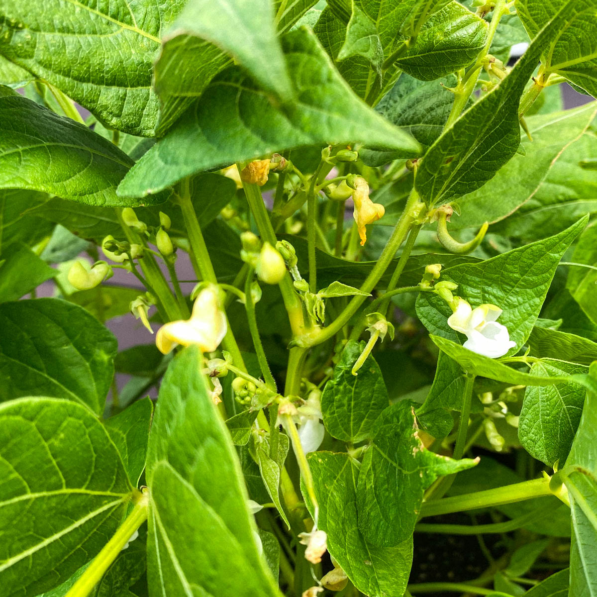 Bloeiende boterboontjes