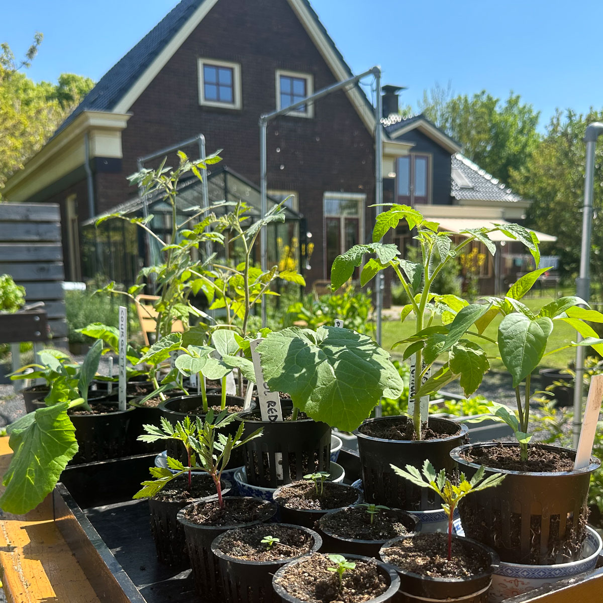 Hardening off: putting pre-sown plants in pots outside little by little