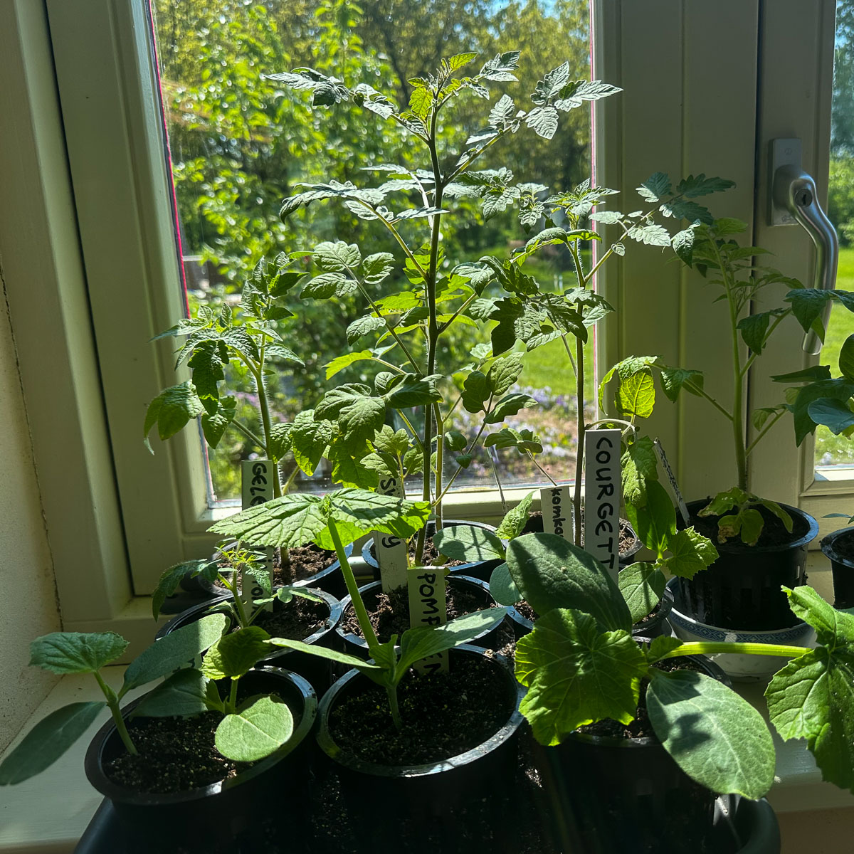Tomato plants in pre-sown pots sitting in the sun in the windowsill