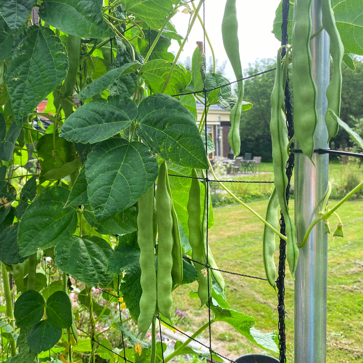 Romano pole bean